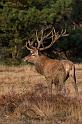 23 Hoge Veluwe, edelhert